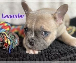 Medium Faux Frenchbo Bulldog