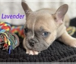 Puppy Lavender Faux Frenchbo Bulldog