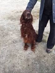 Puppyfinder.com: Irish Setter puppies puppies for sale near me in Illinois, USA, Page 1 displays 10