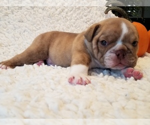 English Bulldog Puppy for sale in SHIPSHEWANA, IN, USA