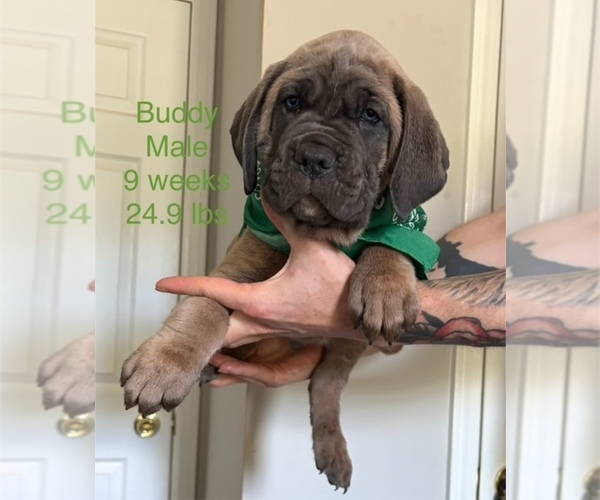 Medium Photo #1 Cane Corso Puppy For Sale in ROCKMART, GA, USA