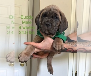 Cane Corso Puppy for sale in ROCKMART, GA, USA
