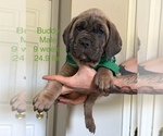 Image preview for Ad Listing. Nickname: BUDDY
