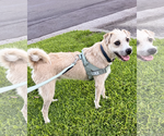 Small #1 American Staffordshire Terrier-Chinese Shar-Pei Mix