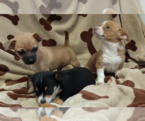 Chihuahua Puppy for Sale in NEWAYGO, Michigan USA