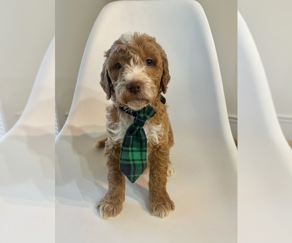 Medium Photo #4 Goldendoodle Puppy For Sale in JENKS, OK, USA