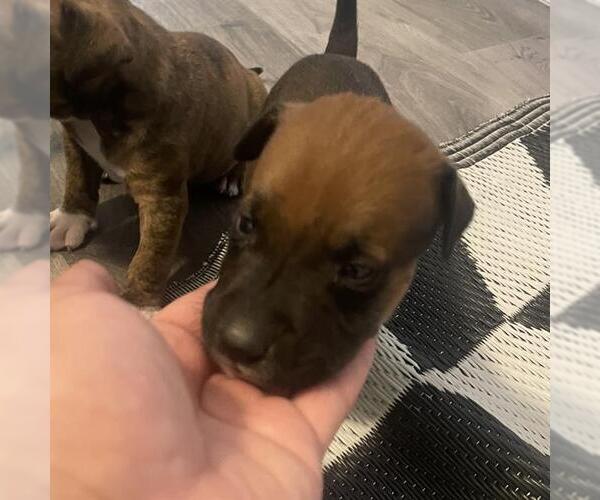 Medium Photo #1 American Staffordshire Terrier-Unknown Mix Puppy For Sale in San Antonio, TX, USA