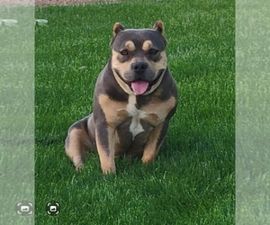 Mother of the American Bully puppies born on 12/06/2022
