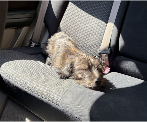 Medium Photo #3 Dachshund-Unknown Mix Puppy For Sale in Brooklyn, NY, USA