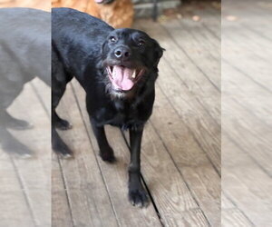 Millie - Female Mutt Dog for Adoption - Photo #2