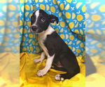 Small #2 Border Collie Mix