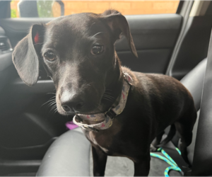 Chiweenie Dogs for adoption in Brooklyn Center, MN, USA