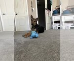 Small #2 Mutt