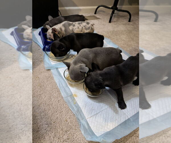 Medium Photo #16 French Bulldog Puppy For Sale in SNELLVILLE, GA, USA