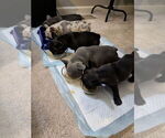 Frenchie - Male French Bulldog Puppy for Sale - Photo #16