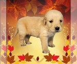 Small #6 Golden Retriever
