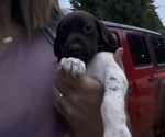 Small Photo #4 German Shorthaired Pointer Puppy For Sale in FREMONT, NE, USA