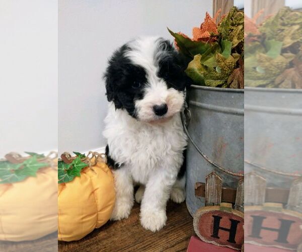 Medium Photo #13 Aussiedoodle Puppy For Sale in NEW YORK MILLS, MN, USA
