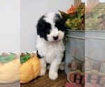 Small Photo #13 Aussiedoodle Puppy For Sale in NEW YORK MILLS, MN, USA