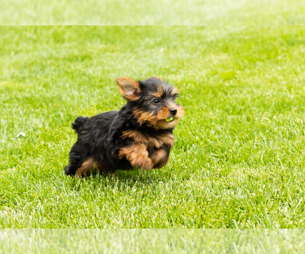 Medium Photo #5 Yorkshire Terrier Puppy For Sale in NAPPANEE, IN, USA