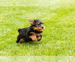 Small #4 Yorkshire Terrier