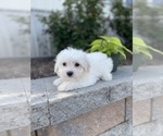 Small #1 Coton de Tulear-Poodle (Toy) Mix