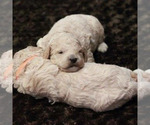 Small Photo #12 Goldendoodle (Miniature) Puppy For Sale in ASHBY, MN, USA