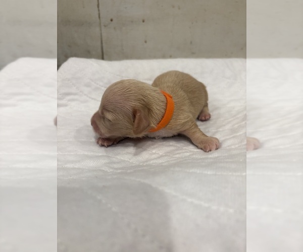 Medium Photo #2 Dachshund Puppy For Sale in MARSHFIELD, MO, USA