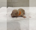 Small #1 Dachshund