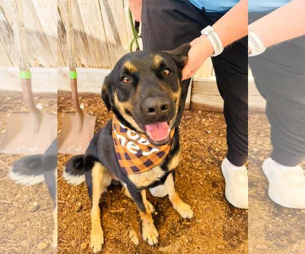 Medium Photo #1 Rottweiler-Unknown Mix Puppy For Sale in Houston, TX, USA