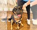 Small Rottweiler Mix