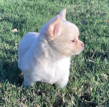 Medium Photo #1 Chihuahua Puppy For Sale in CHARLESTON, SC, USA