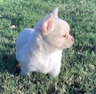 Small Photo #1 Chihuahua Puppy For Sale in CHARLESTON, SC, USA