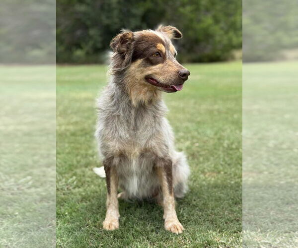Medium Photo #9 Mutt Puppy For Sale in PIPE CREEK, TX, USA