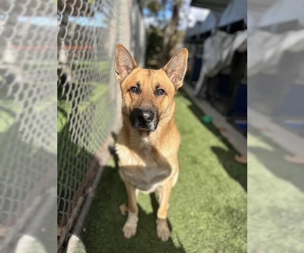 Medium Photo #1 German Shepherd Dog Puppy For Sale in Chula Vista, CA, USA