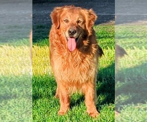 Father of the Golden Retriever puppies born on 06/12/2025