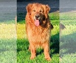 Small Photo #1 Golden Retriever Puppy For Sale in MILACA, MN, USA
