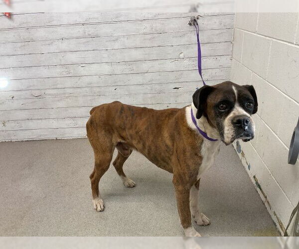 Medium Photo #1 Boxer Puppy For Sale in San Bernardino, CA, USA