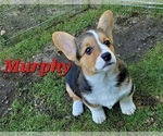 Puppy Murphy Pembroke Welsh Corgi