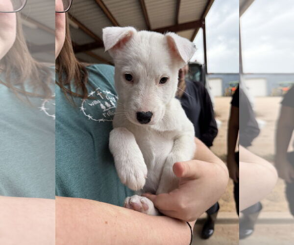 Medium Photo #2 Labrador Retriever-Unknown Mix Puppy For Sale in The Woodlands, TX, USA