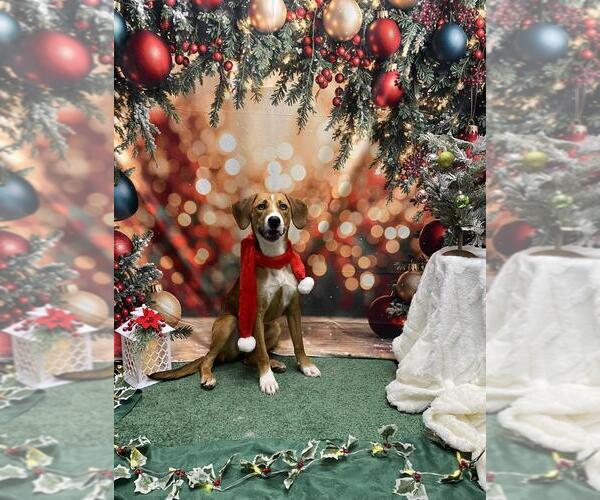 Medium Photo #2 Beagle-Unknown Mix Puppy For Sale in Doylestown, PA, USA