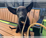 Small German Shepherd Dog Mix