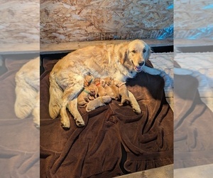 Medium English Cream Golden Retriever