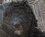 Small Photo #1 Bernedoodle Puppy For Sale in MORGANTON, NC, USA