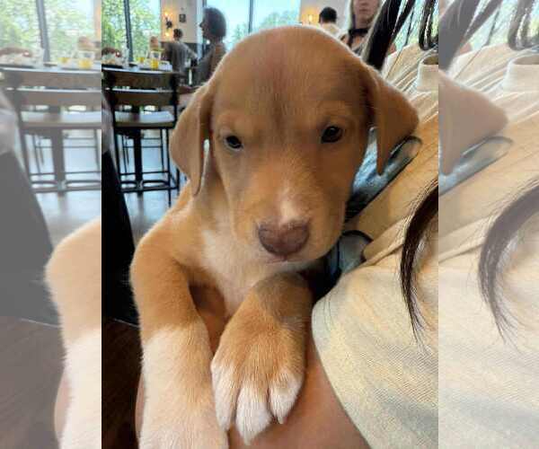 Medium Photo #2 Labrador Retriever-Unknown Mix Puppy For Sale in Holly Springs, NC, USA