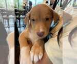 Small #1 Labrador Retriever Mix