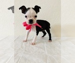 Small Photo #3 Boston Terrier Puppy For Sale in SAN ANTONIO, TX, USA
