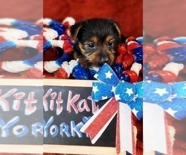 Medium Photo #9 Yorkshire Terrier Puppy For Sale in AKRON, OH, USA
