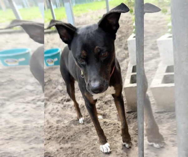 Medium Photo #8 Mutt Puppy For Sale in Sanford, FL, USA