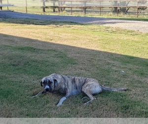 Mother of the Anatolian Shepherd puppies born on 11/02/2025